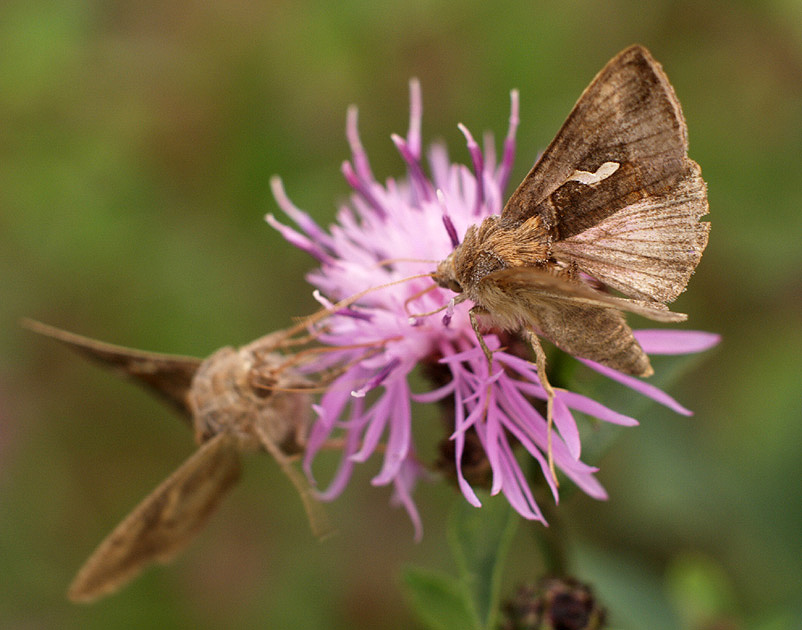 Macdunnoughia confusa